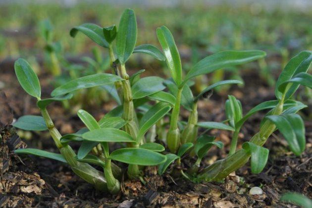 石斛的养殖方法和注意事项,水晶石斛和泼墨石斛哪个好养