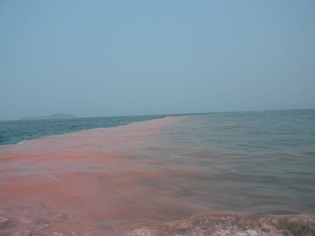 御木本是一线品牌吗,御木本经典产品