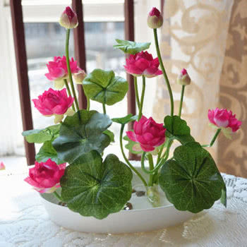 十大室内养不死的盆栽植物,什么盆栽植物好养又驱蚊