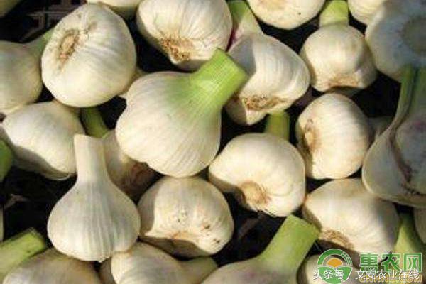 8月16日以后大蒜价格行情,杞县大蒜今日价格最新行情