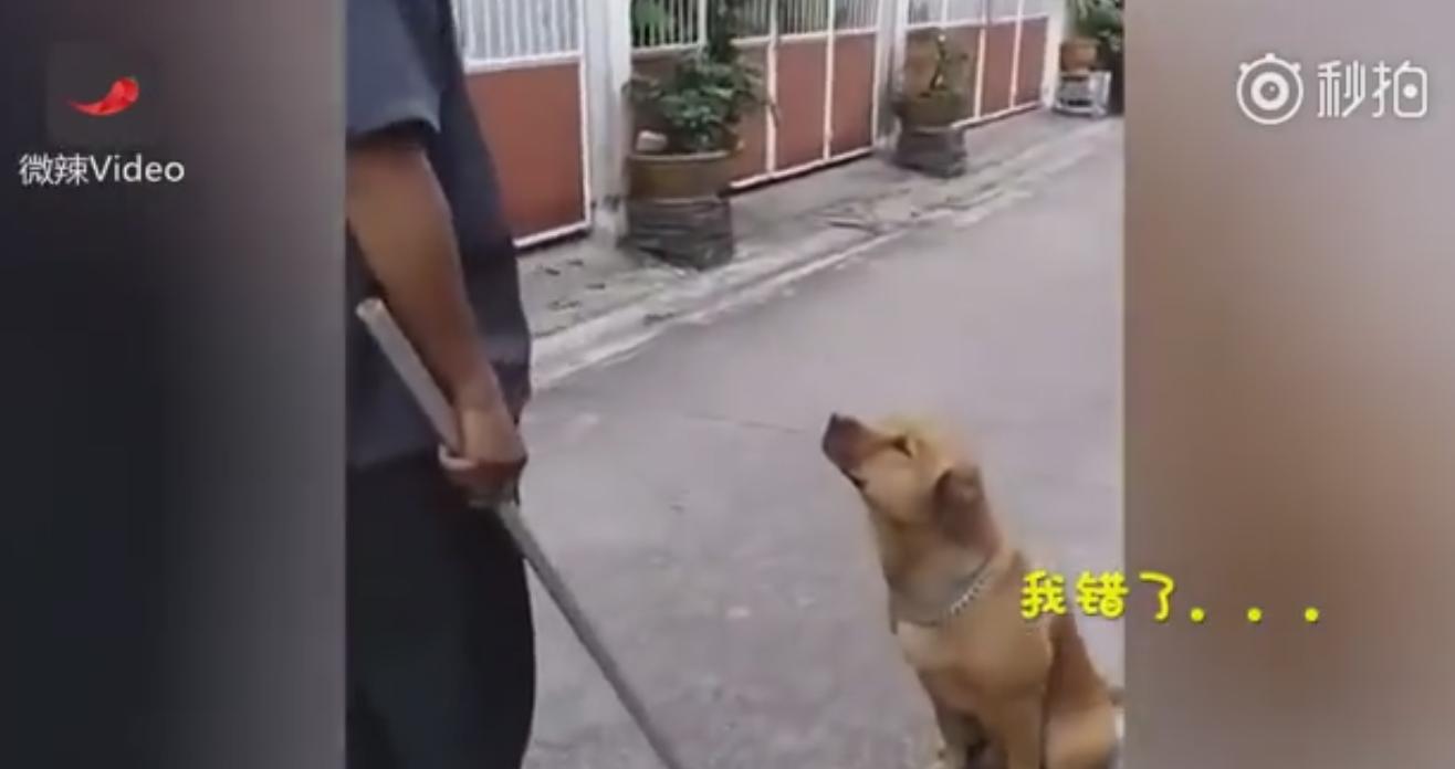 男子科二考试打电话给教练,男子学车碰到教练