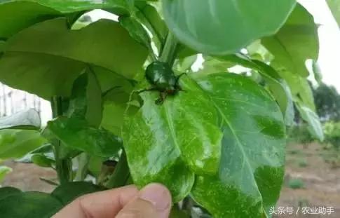 柑橘常见虫害图片大全,柑橘虫害图谱大全来了建议收藏