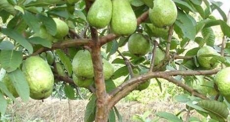 喝番石榴树皮有什么好处,番石榴树叶的功效与作用及食用