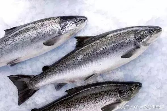 真假三文鱼完整版,真假三文鱼怎么区分