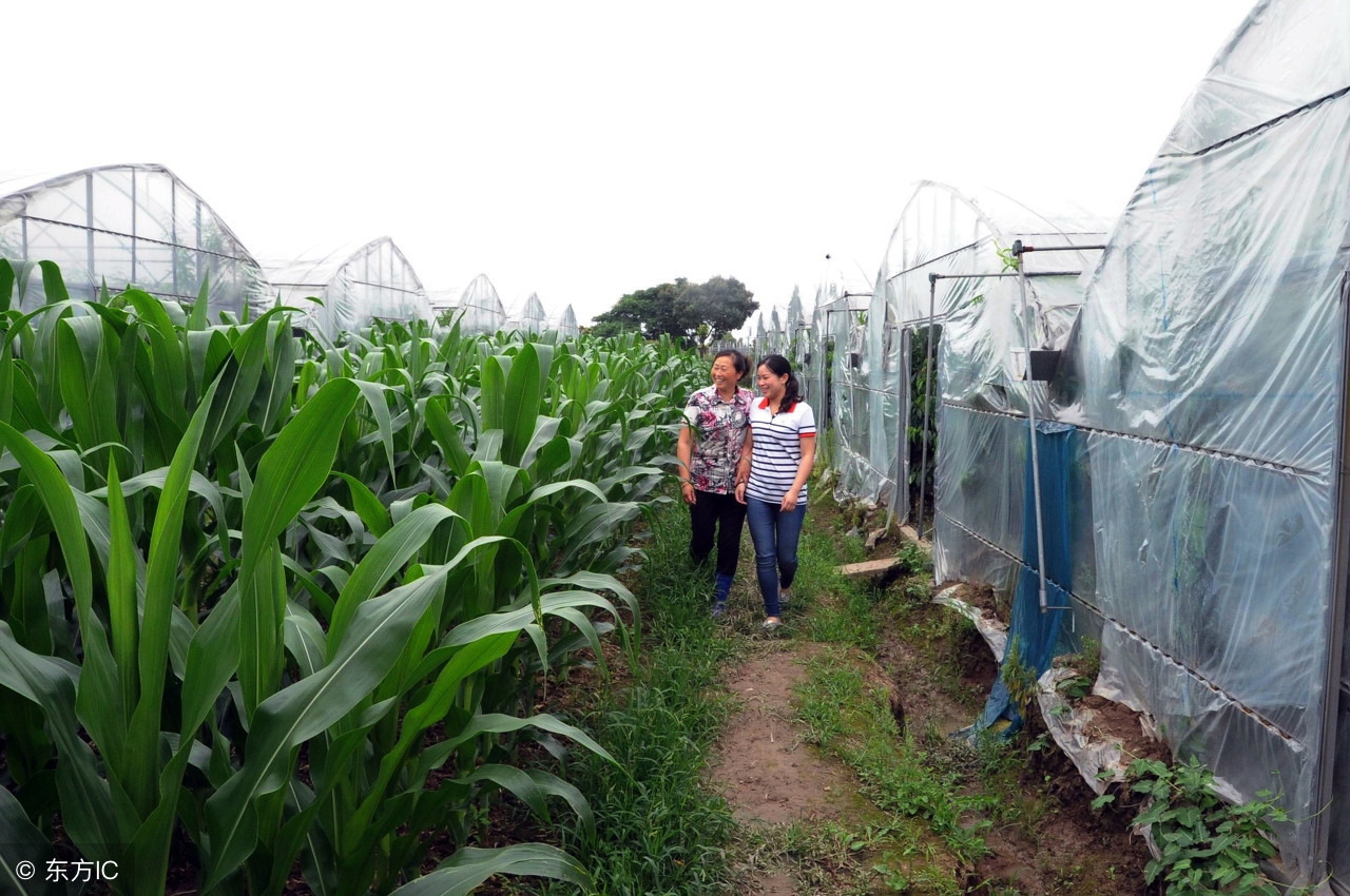 瀹跺涵鍐滃満鍗囩骇涓哄啘涓氬叕鍙哥殑濂藉,瀹跺涵鍐滃満濡備綍鍗囩骇涓哄悎浣滅ぞ