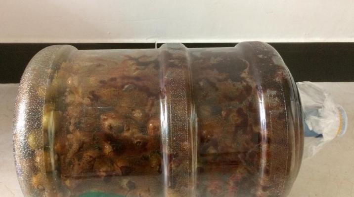 自制梅子酵素清肠排宿便,通便的梅子酵素