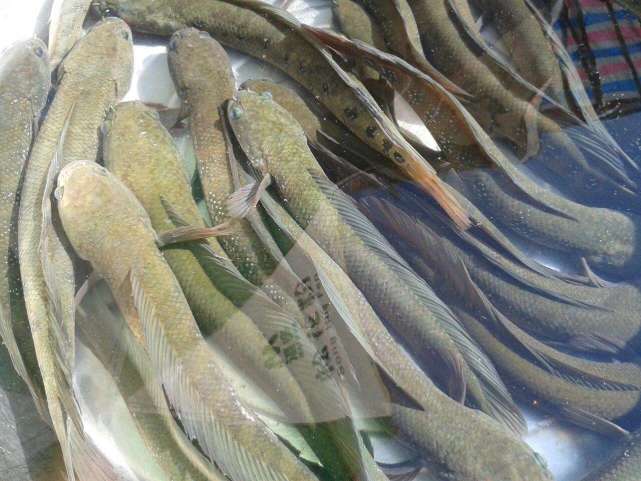 美国人称“鱼斯拉”，中国确实人们口中的美味，中药中的滋补品！