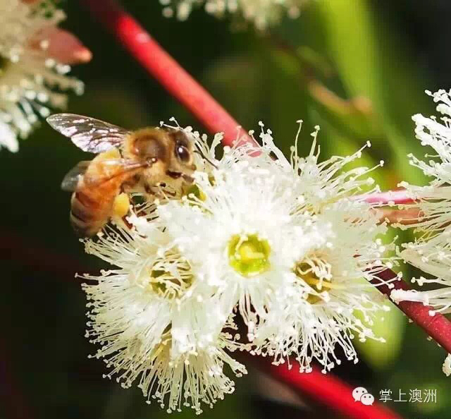 西澳洲农产品,西澳洲蜂蜜