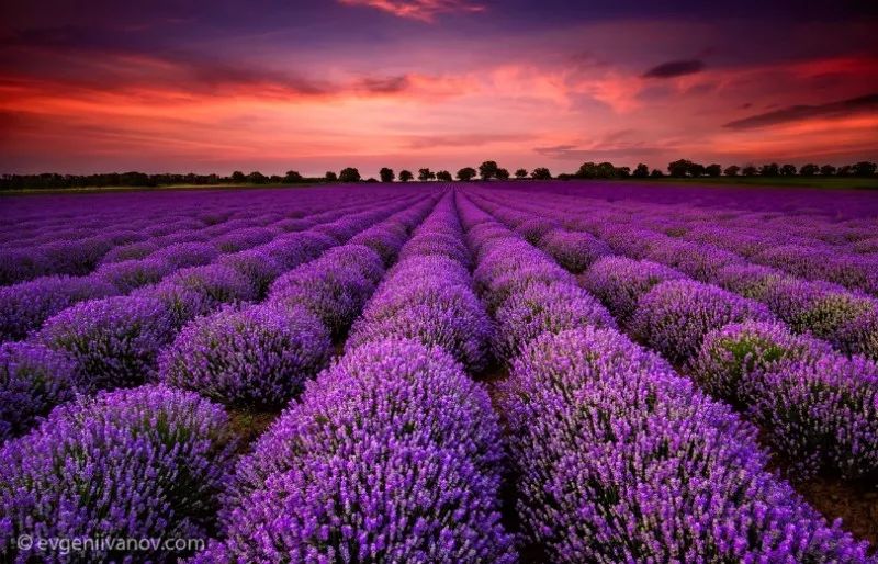 玫瑰之国指的是哪个国家,玫瑰之国保加利亚图画