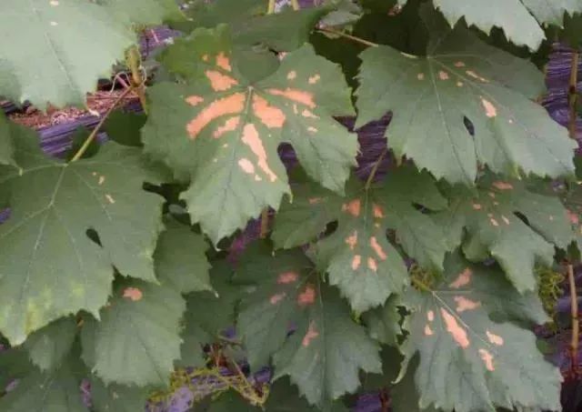 近期葡萄叶片发黄枯叶,葡萄枯叶有几种