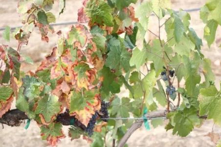 近期葡萄叶片发黄枯叶,葡萄枯叶有几种