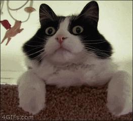 鏃ユ湰5骞村娆＄璇佸涔呭嚭缁撴灉,鏃ユ湰涓夊勾澶氭绛捐瘉绱鏃堕棿