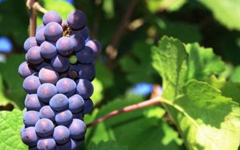 德国的初级葡萄酒怎么样,德国黑皮诺干红葡萄酒