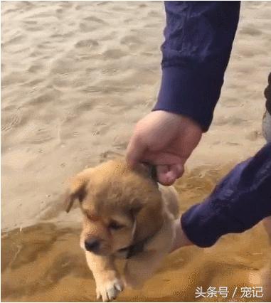 小金毛见到狗很怂怎么办,小金毛看见狗子就很怂