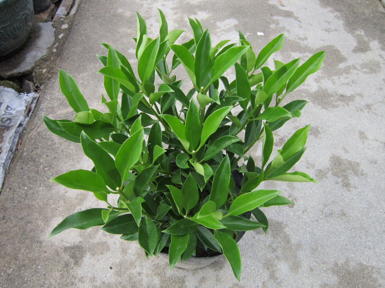 茉莉花冬天干枯怎么办,干枯的茉莉花怎么补救