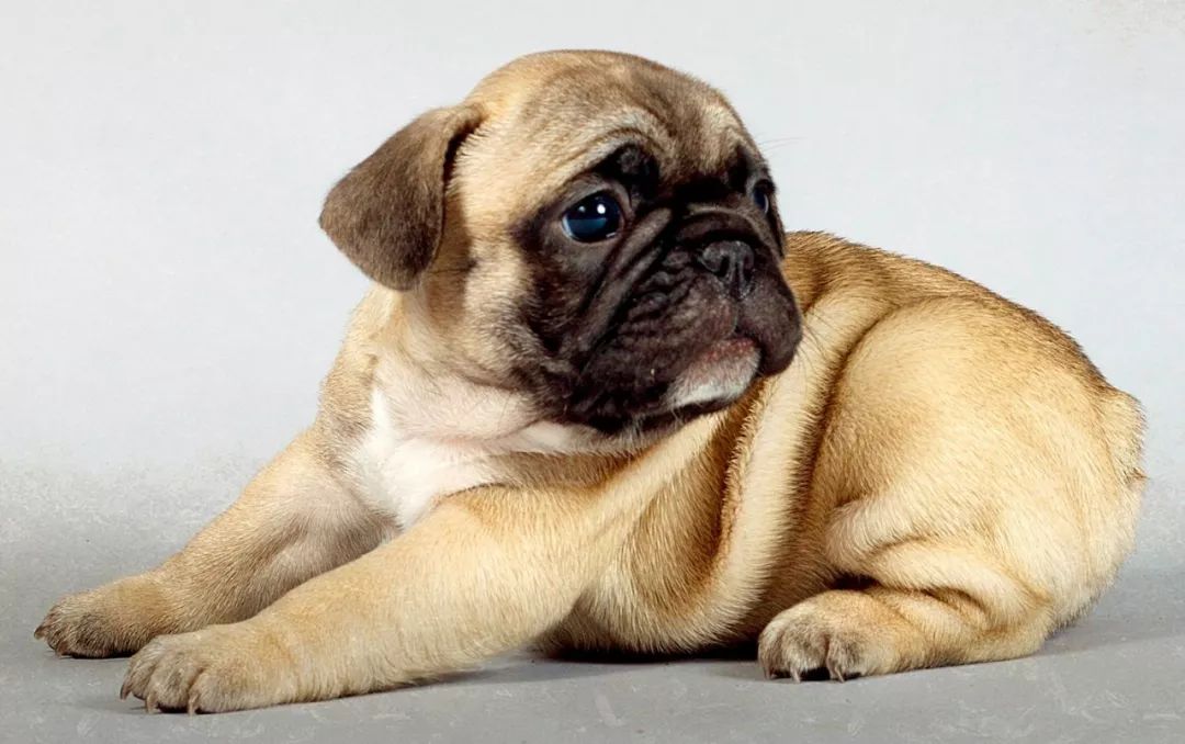 巴哥犬性格温顺吗,巴哥犬性格很好吗