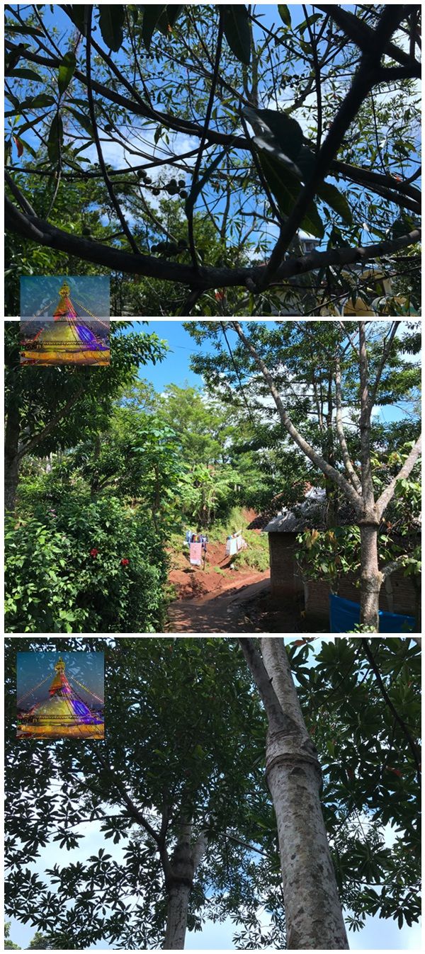 小金刚菩提价格如何判定,小金刚菩提瓣数