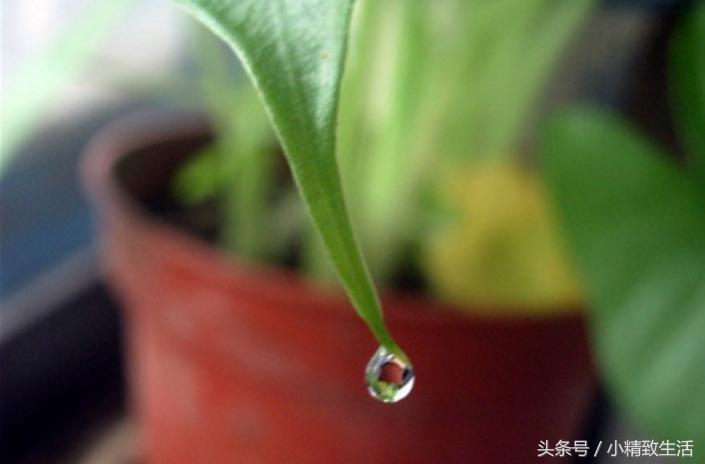滴水观音有毒为什么还要养在室内,滴水观音有毒为什么还要养在家里