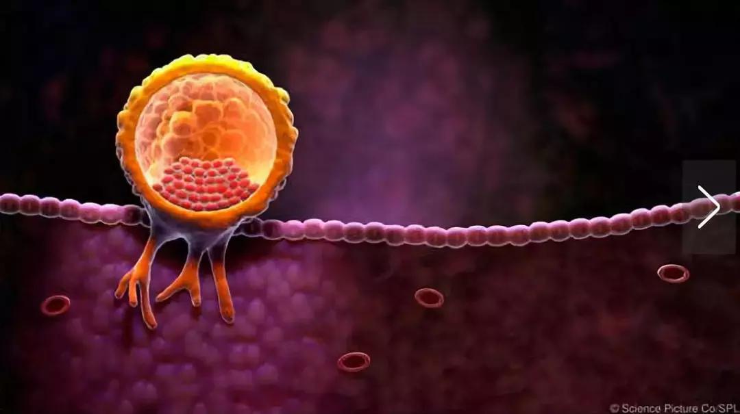 大姨妈的实质是什么,大姨妈进化过程