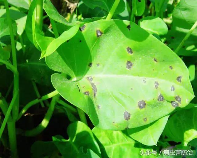 空心菜叶片出现黑斑土方法怎么治,空心菜最严重的病害是什么病