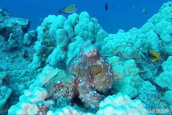 多管下水解决方案,多管齐下才有良效吗