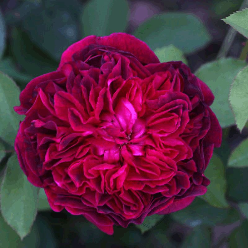 十大最稀有的玫瑰花品种图片,稀有玫瑰花品种大全图片