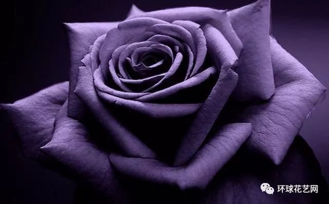 十大最稀有的玫瑰花品种图片,稀有玫瑰花品种大全图片