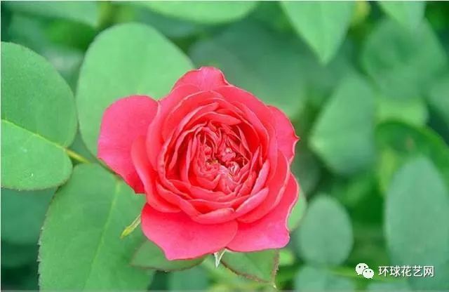 稀有玫瑰花品种大全图片,九种常见玫瑰花品种排名