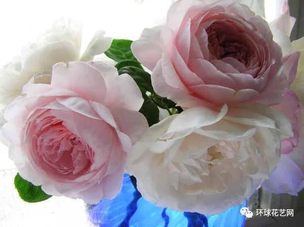 十大最稀有的玫瑰花品种图片,稀有玫瑰花品种大全图片