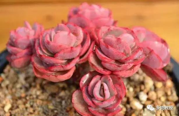 皮实好养的5款多肉,推荐几款多肉好看又好养的