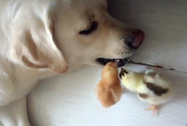 两小鸡帮拉布拉多啄去牙缝残渣，把本大爷侍候好，保证不吃你们