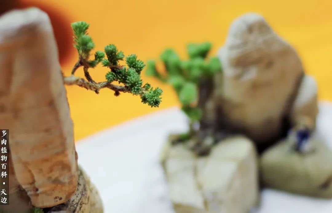 球松——不一样的美！诗一样的完美意境！