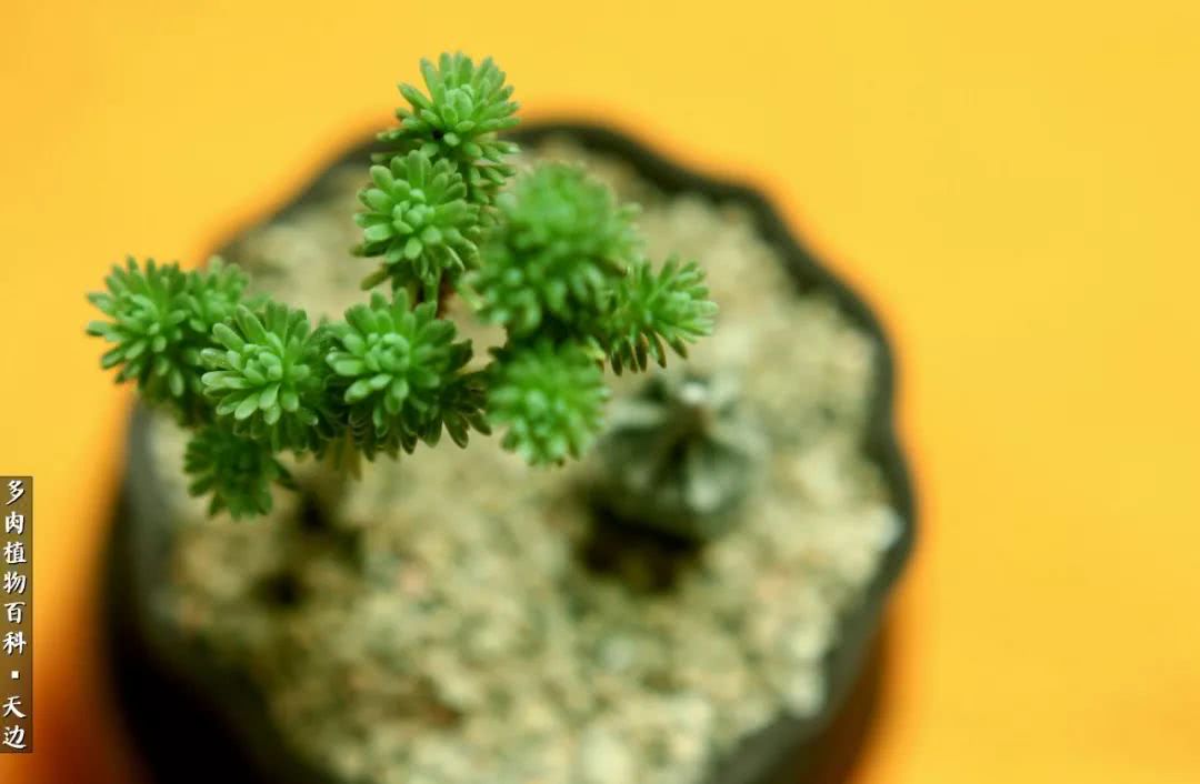 球松——不一样的美！诗一样的完美意境！