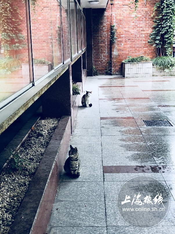 绿树成荫景色宜人清新空气,绿树成荫环境优美空气清新