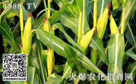 玉米果穗缺粒是怎么回事,玉米缺粒的原因和解决方法