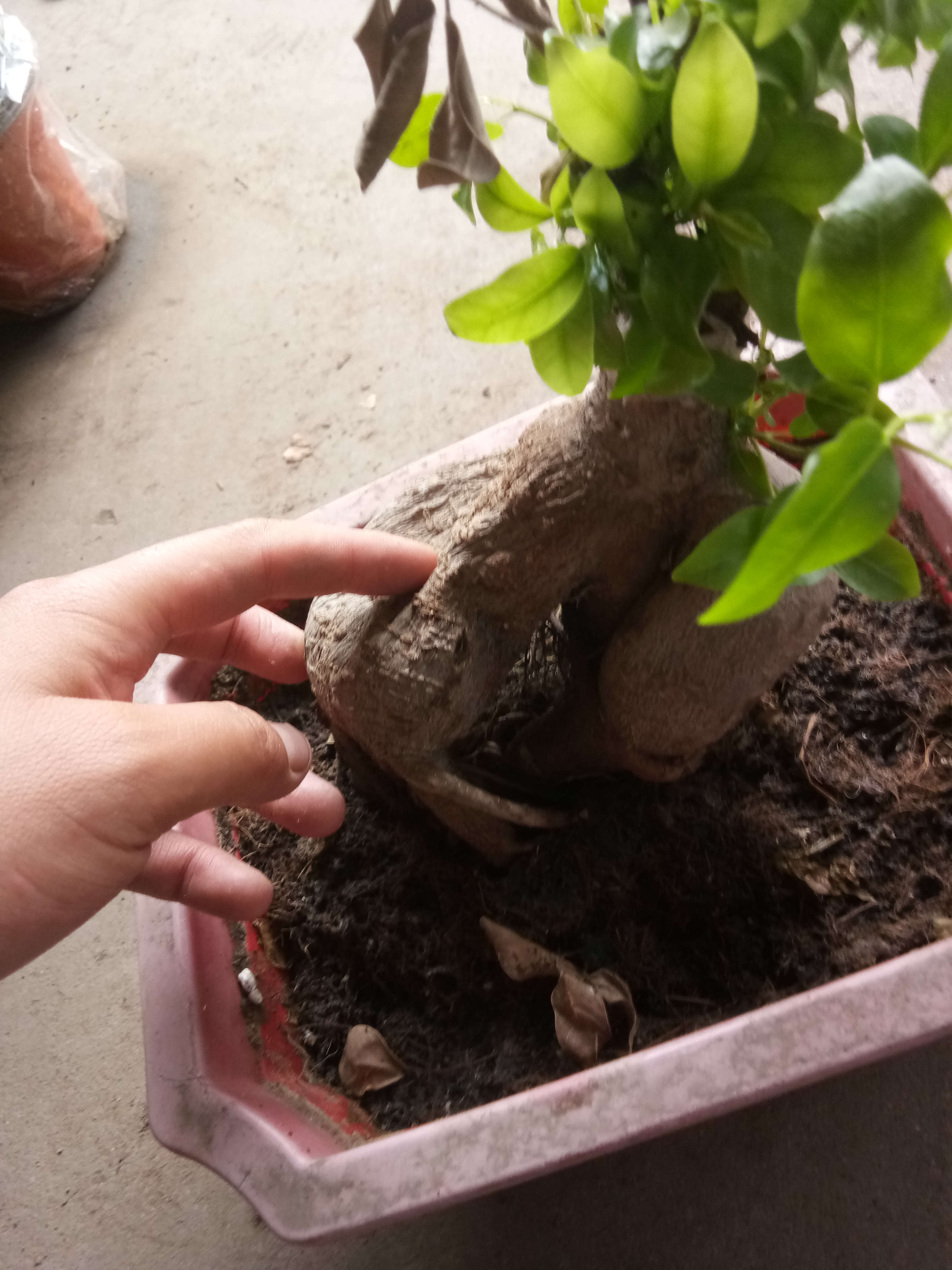 冻死了榕树怎么补救,冻死的树但树根还活着怎么挽救呢