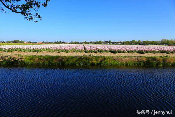 郁金香和风车有什么区别,郁金香和风车哪个好看