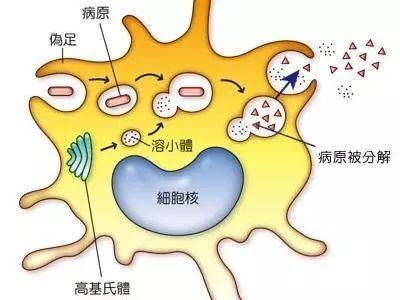 家里有孩子的要注意什么新型病毒,小朋友有必要了解病毒么