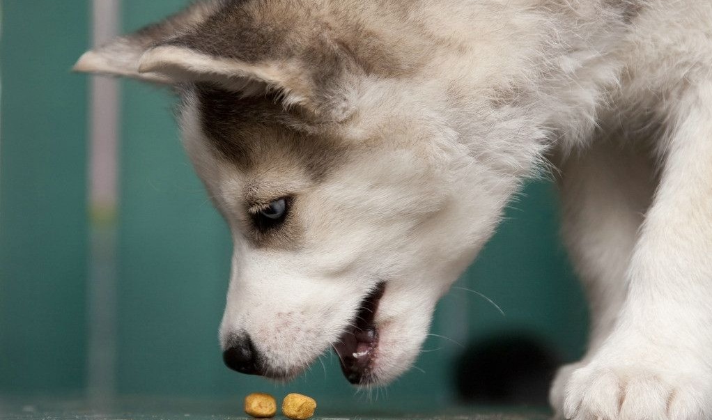哈士奇挑食怎么办呢,哈士奇挑食怎么解决