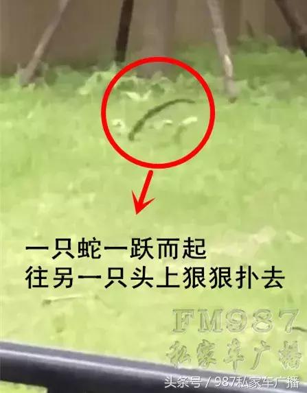 光天化日，福州一高档别墅草丛内“不可描述”的场景！吓坏居民……