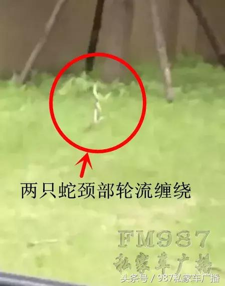 光天化日，福州一高档别墅草丛内“不可描述”的场景！吓坏居民……