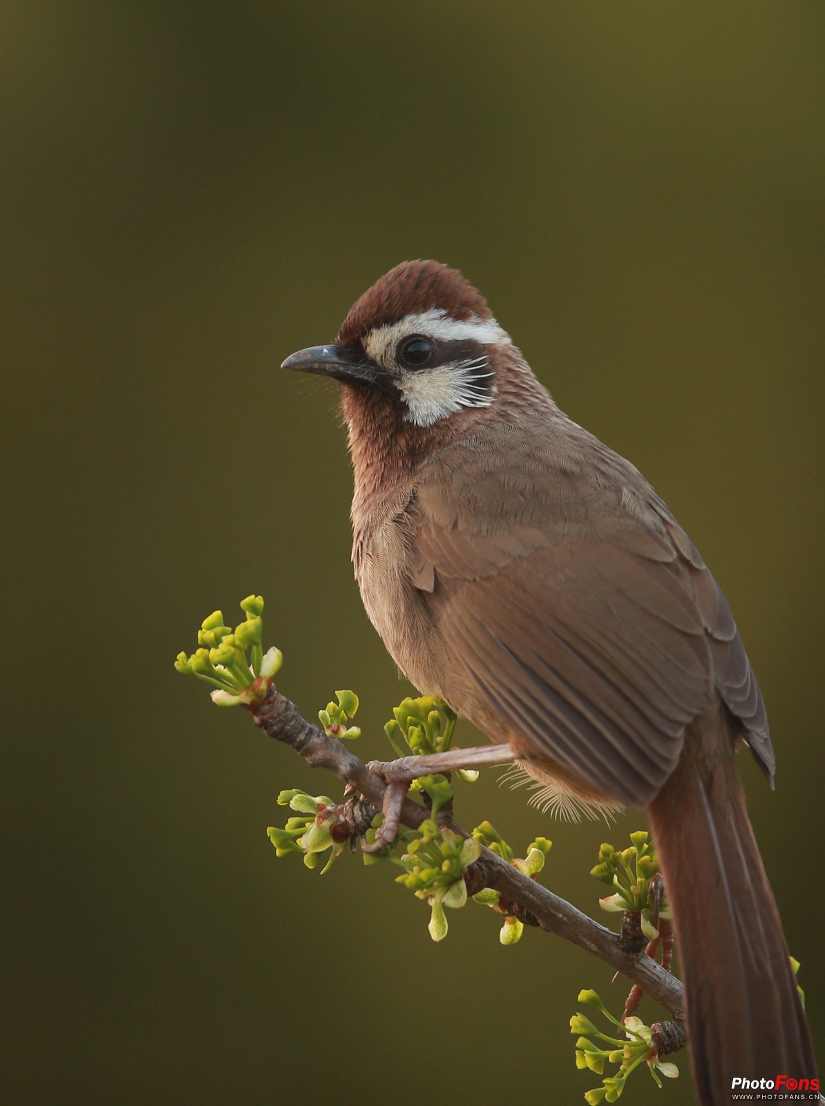 拍鸟如何选择对焦,全方位揭秘拍鸟技巧