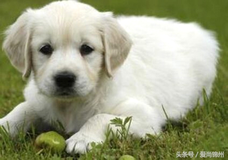 2020年狗犯太岁,狗本命年犯太岁