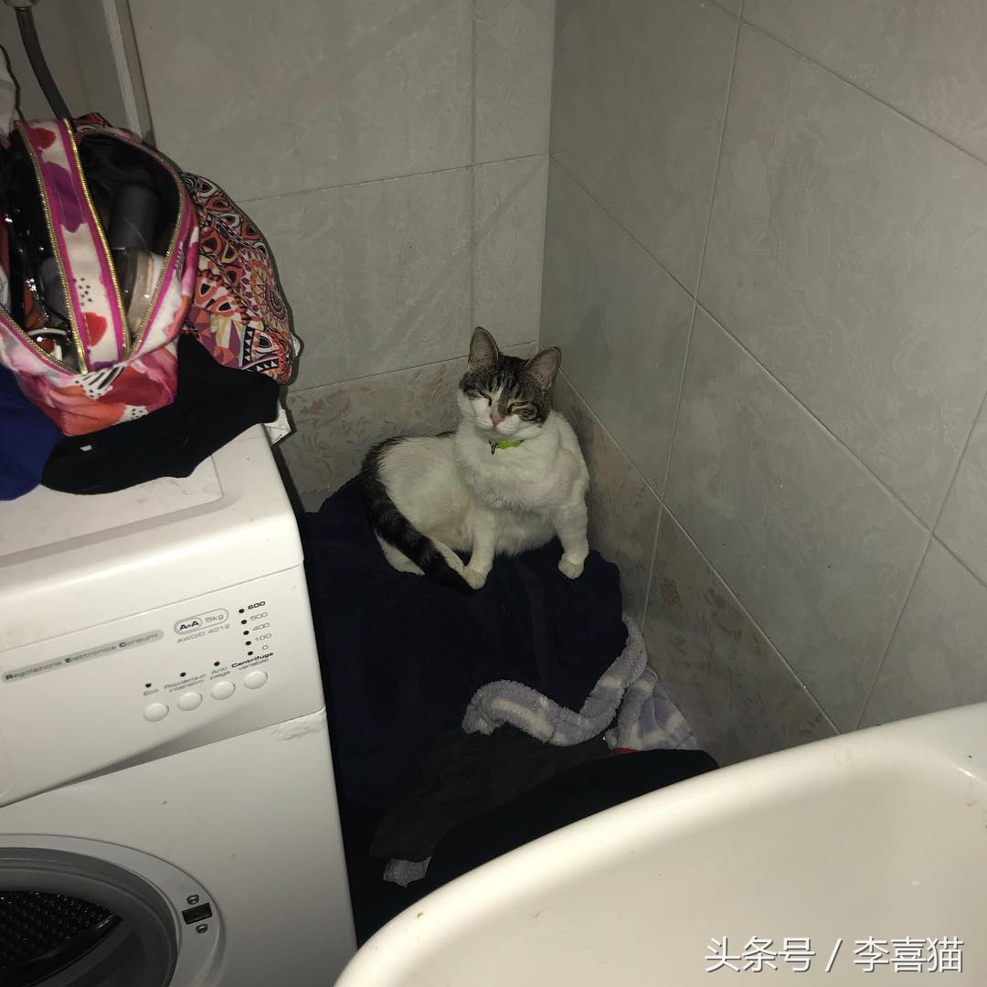 大名鼎鼎的中华气死猫,专业欺负铲屎官,谁养谁知道