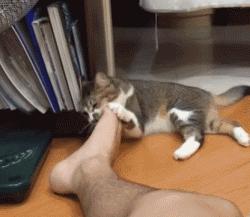 大名鼎鼎的中华气死猫,专业欺负铲屎官,谁养谁知道