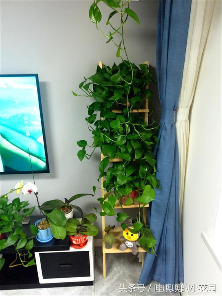 绿萝掉叶怎么办,绿萝掉根怎样复活