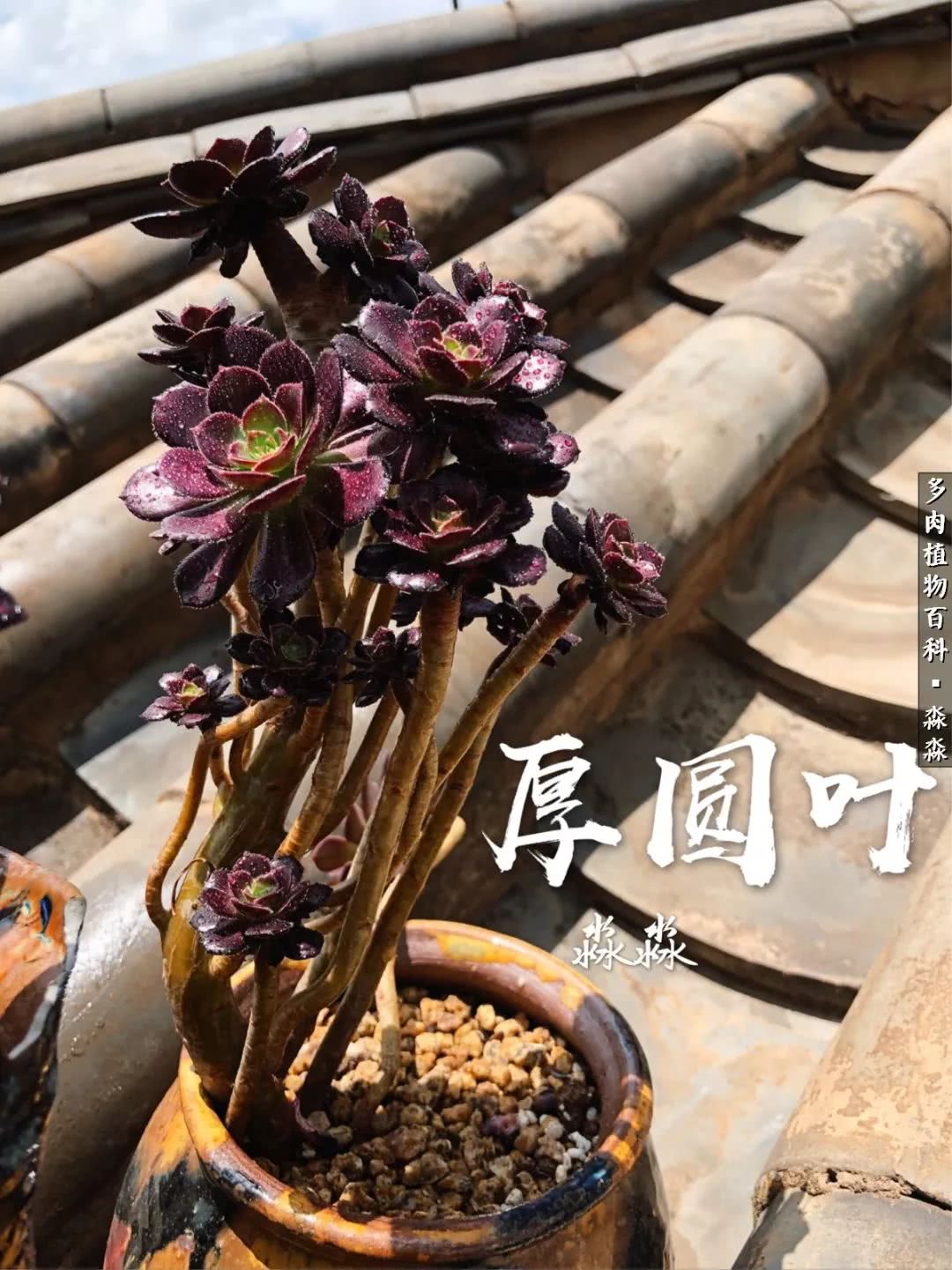 佛系养肉者,佛系养猫养狗人