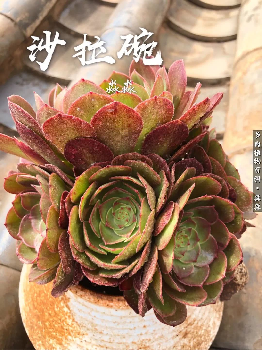 佛系养肉者,佛系养猫养狗人