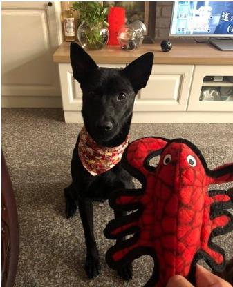 爱是最好的整容方式!狗狗身上长蛆发臭,惹人厌,半年后判若两狗