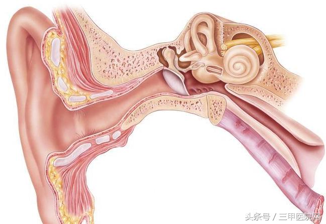 真菌性外耳道炎与细菌性外耳道炎,外耳道炎导致耳聋